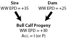 Bull Calf Progeny