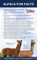 Alpaca Fun Facts