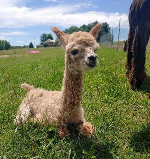 a cria lounging in the pasture at Francis Family Farm